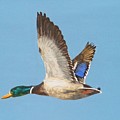 Mallard Drake