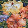 Hibiscus