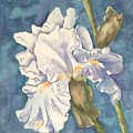 Iris twenty one