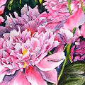 Peony in Pink