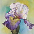 single Iris