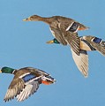 Three mallards