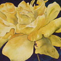 Yellow Rose 101